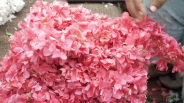 Hint Çiçek Pazarlarının Canlı Dünyasını Keşfediyor