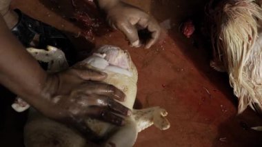 Tavuk kesme sanatında ustalaşmak Uzman Teknikleri ve Bahşişler