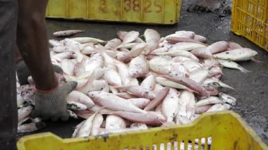 Renkli Sandıklarda Taze Deniz Ürünleri Ödülü