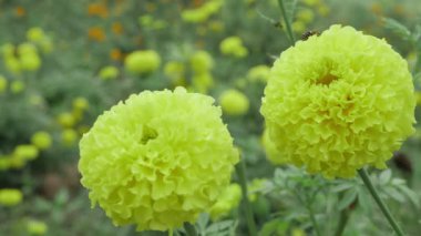 Bahçe Mücevherleri - Arka bahçenizi canlı kadife çiçekleriyle yükseltmek