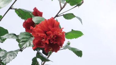 Büyüyen Güzel 'e canlı kırmızı mucizeyi kucaklayın.