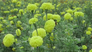 Bahçeyi aydınlatmak - Hint kadife çiçeklerinin cazibesi