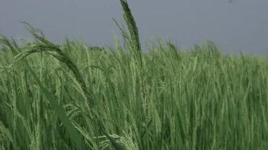 Vahşi Pirinç Çimeni Rüzgarda Doğanın Mutluluğu