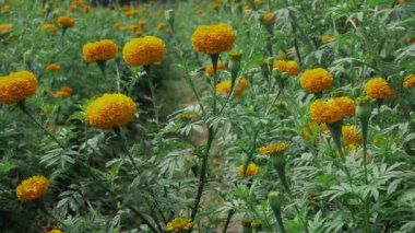 Canlı Hint Mari Altın Çiçekleri Çiçek Çiçeği