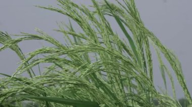 Nazik Pirinç Dalgaları Doğada Huzurlu bir Yolculuk Senfonisi