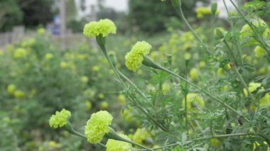 Canlı Hint kadife çiçekleri - Bahçenizi bu çiçeklerle yükseltin