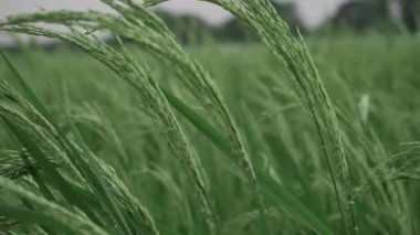 Canlı pirinç tarlaları Yeşil Senfoni