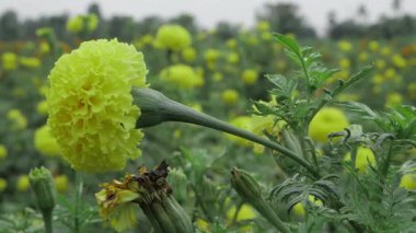 Canlı Hint Marigold Çiçekleri Sersemletici Bir Bahçe Zevki