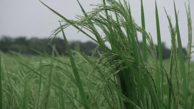 Canlı Pirinç Tarlası Çiçekleri Doğal Vaha