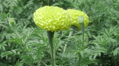 Sarı Saadet Vahşi Bahçede Çiçek Seyahati