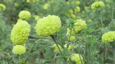 Full Bloom 'da canlı kadife çiçekleri