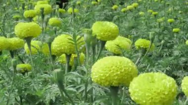 Canlı Sarı Çiçekler Bir Güzellik Çiçeği