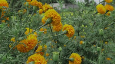 Canlı Hint Marigold Çiçekleri - Bir Bahçenin Altın Mücevheri