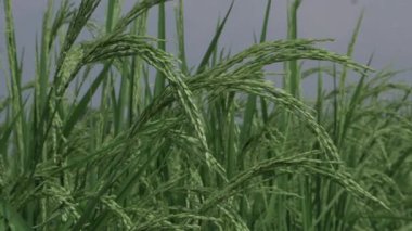 Pirinç ve Doğa Gurmelerinin Çiçeği