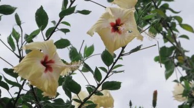 Canlı Çiçek Zarafeti Çiçek Tuvalinde Kapanış Yolculuğu