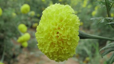 Canlı Marigold Çiçeği - Doğal Başyapıt