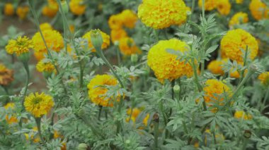 Altın Saati Kucakla - Muhteşem Hint Marigold Çiçeklerine Mucize