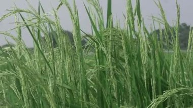 Yabani Pirinç Çiçekleri Yakından Doğa Güzelliğine Bakar