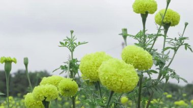 Çiçek açan ihtişamda canlı sarı kadife çiçekleri