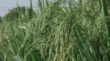 Canlı pirinç tarlaları Yeşil bir çiçek