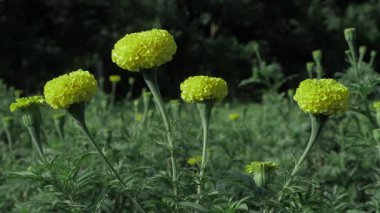Canlı Sarı Çiçekler Sersemletici Bahçe Müzayedesi