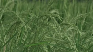 Pirinç Tarlaları Doğada Yeşil Vahada Bir Yolculuk