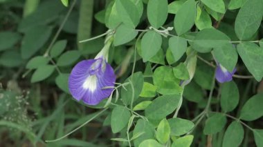 Canlı Mor Yapraklar Doğada Büyüleyici Bir Çiçek