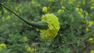 Parlak Sarı Marigold Çiçek Yaprakları
