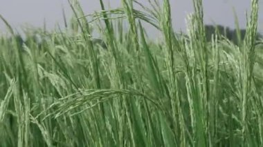 Vahşi doğada fısıltılar Hışırdayan Pirinç Çimenlerinde Bir Yolculuk