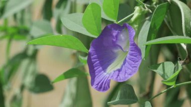 Serene Violet Yaprakları Vahşi Doğada Narin Bir Çiçek