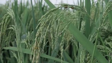 Canlı pirinç tarlaları vahşi doğada gelişiyor.