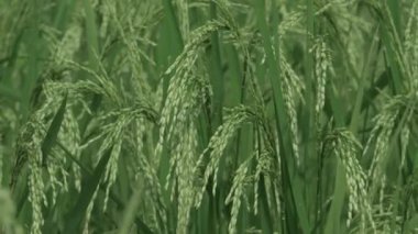 Canlı Pirinç Sahası Doğa Hasatının Yakın Görüntüsü