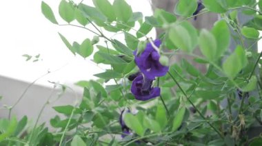 Nazik Yapraklar Mavi Çiçeklerin Canlı Bahçesi