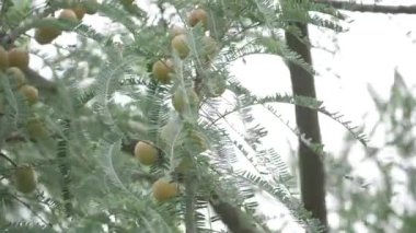 Canlı Amla Ağacı Sağlığın ve Güzelliğin Doğal Hazinesi