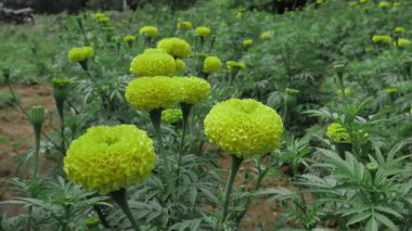 Huzurlu Zarafet Hint Mari Altın Çiçeklerine Yakından Bakış