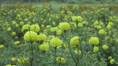 Canlı Sarı Kadife Kadifeleri - Doğanın Görkemi