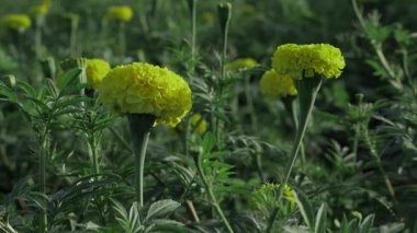 Canlı Kadife çiçekleri Bahçedeki Günışığı Çiçeği