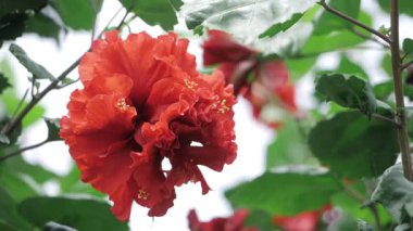 Çarpıcı Kırmızı Çiçek Zarafeti Yakından Doğanın Parlaklığına Bir Bakış