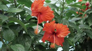 Canlı Turuncu Zambak Çiçekleri Orman Bahçesinde Açar