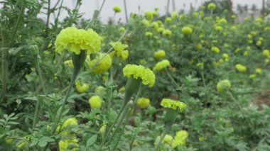 Canlı Kadife çiçekleri - Çiçekteki Parlak Güzellik