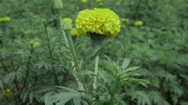 Büyüleyici sarı çiçek zarafeti Büyük, canlı bir çiçeğin kapanışı