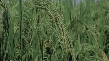 Pirinç yetiştiriciliği Paddy 'yi mükemmelleştirme sanatı