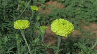 Canlı Yeşil Petunyalar Bir Bahçe Zevki