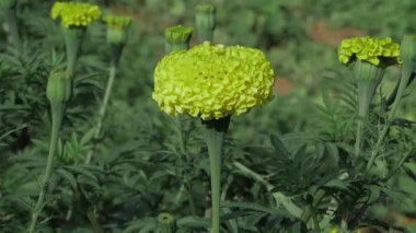 Altın Yapraklar Hint Marigold Çiçeklerinin Muhteşem Dünyası 'na Bir Bakış