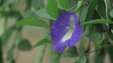 Canlı Petunya Yaprakları Doğaya Yakından Bakış