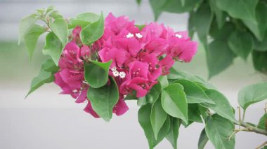 Büyüleyici çiçek açan taç yaprakları Çevreyi canlandırıyor