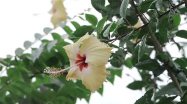 Açık havada Parlak ve Güzel Bir Çiçek Zevki