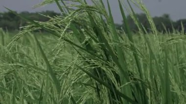 Canlı Pirinç Sahası A Nature Delight