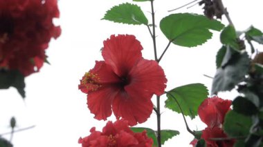 Çiçekteki Muhteşem Kırmızı Çiçek