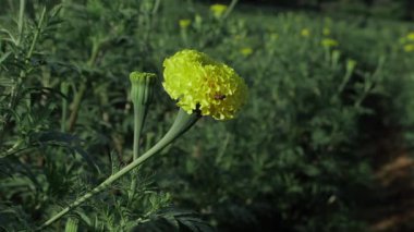 Serene Yellow Çiçek Zarafeti Yakından bak Hint Mari Altın Çiçeği